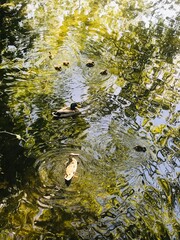 ducks in the pond