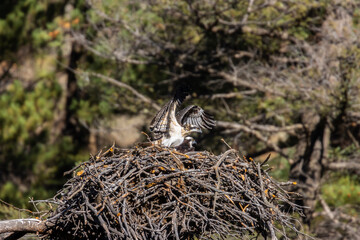 Osprey in Flight