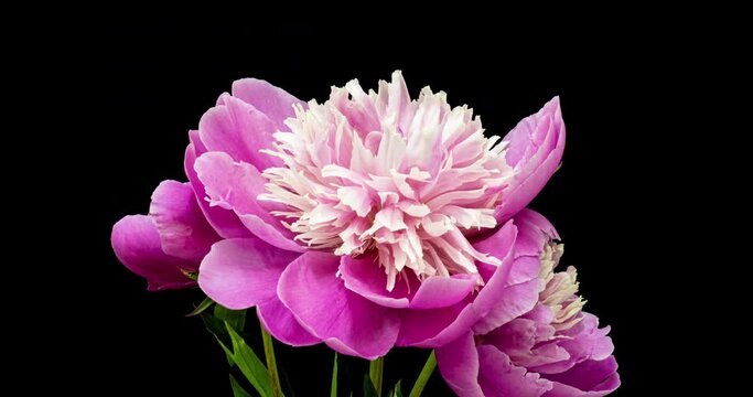 timelapse bouquet of pink peonies blooming on black background. Blooming peonies flowers open, close-up. Wedding backdrop, Valentine's Day. 4K UHD video.