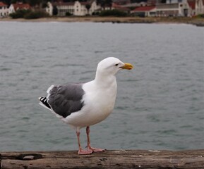 seagull on the pier