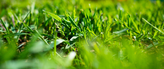 soft focus. background banner with green grass