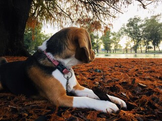 Beagle at the park