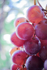 Grapes close-up