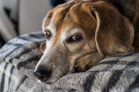 Old Beagle Dog