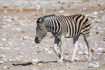 Fototapeta na wymiar Lone zebra walking among the white rocky landscape of Etosha National Park