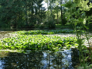 Fototapeta na wymiar Leaves of water lilies on a pond in a park. In bright sunshine.