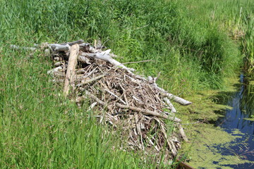 Side Of The Beaver Lodge, Elk Island National Park, Alberta
