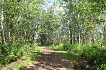 Summer Trail, Elk Island National Park, Alberta