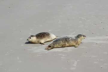 Young seals on the beach. © Marije Kouyzer