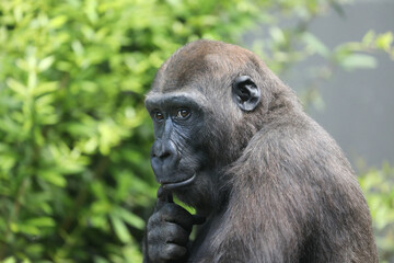 Young Gorilla shot in natural habitat