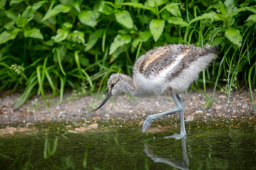 wild young Pied avocet bird (Recurvirostra avosetta) walking in water with greenery