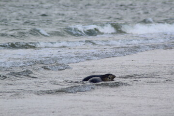 Fototapeta premium Young seals on the beach.