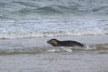 Fototapeta premium Young seals on the beach.