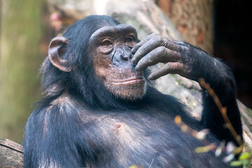 chimpanzee monkey shot in natural habitat