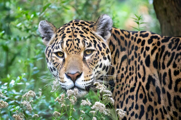 Fototapeta na wymiar young Jaguar shot in natural habitat in grass