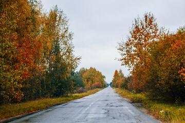 Road among the autumn forest and yellow trees