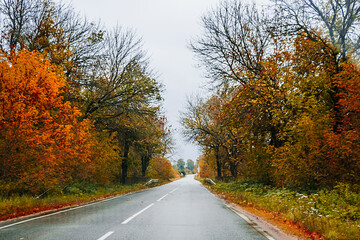 Obraz premium Road among the autumn forest and yellow trees