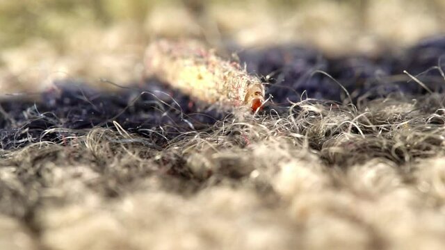 Macro view of a case-bearing moth larva dragging itself across a wool carpet