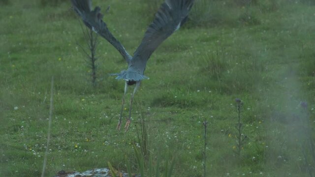 Grey Heron standing on rock takes flight