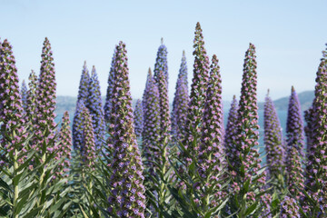 Purple flower