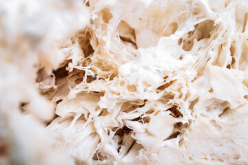 Close up of hericium erinaceus or Lions mane mushroom. Medical mushroom concept