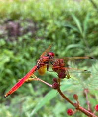 dragonfly on a branch