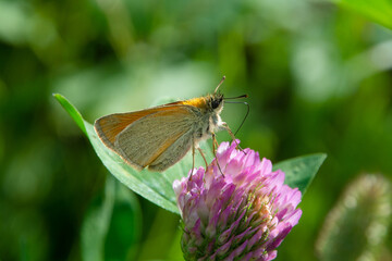 Skipper butterfly sideways drinks proboscis nectar with a clover proboscis macro