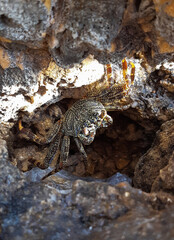 A small spotted sea crab peeps out of a mink in a stone sea rock. Got ashore.