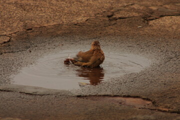João de barro se refrescando num dia quente :)
