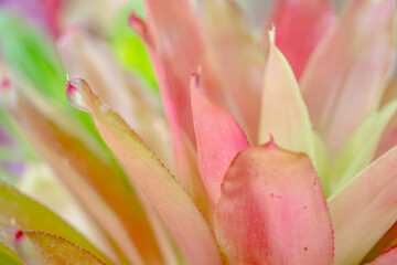 ピンクのフリーセア Vriesea/アナナス の葉っぱのアップ