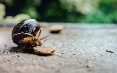 Close up of edible snail in shell crawling on road. Helix pomatia eating in nature, macro shot, selective focus.