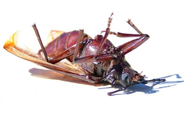 A Palo verde beetle lying dead in the Arizona sun.