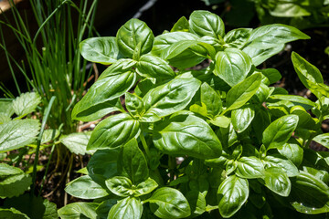 fresh basil herb plant in the garden