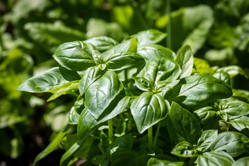 fresh basil herb plant in the garden