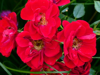 red and white flower