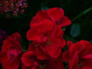 red and white flowers