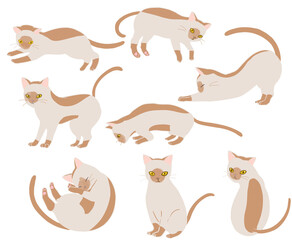 バーミーズ　線無し