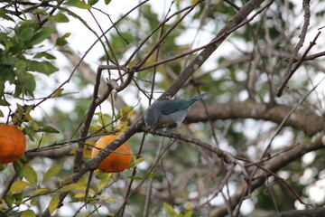 SANHA&Ccedil;O JABOTICABAS