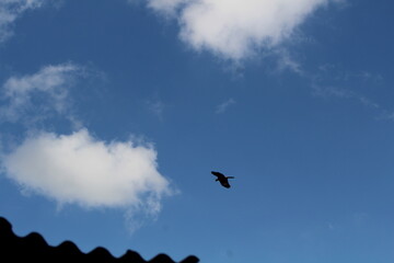 AVES