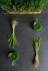 Wheat grass juice and wheat grass plant on the dark background.