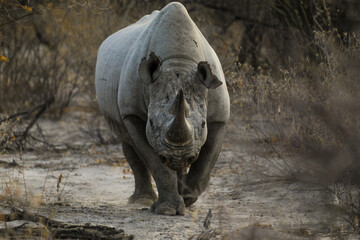 Full front view of black rhino charging toward camera © Jason Busa