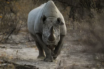 Keuken spatwand met foto Full front view of black rhino charging toward camera © Jason Busa