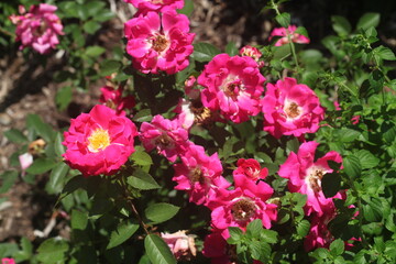 Naklejka premium pink flowers in a garden