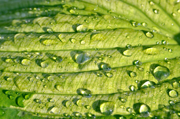 Drops of dew on large leaves of hosta plant