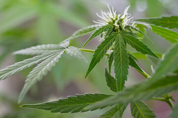Young inflorescences of medicinal cannabis are blooming indoors.
