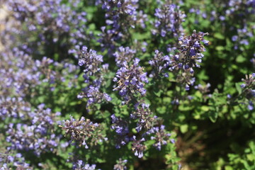 Obraz premium PURPLE flowers in the garden