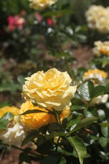 yellow roses in garden