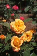 bunch of orange roses