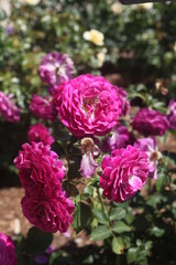 pink and purple flowers