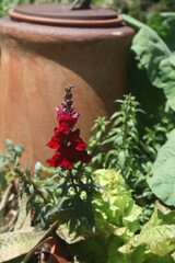 FLOWERS IN A GARDEN 